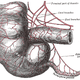 Image for article titled 10 Vestigial Traits You Didn't Know You Had